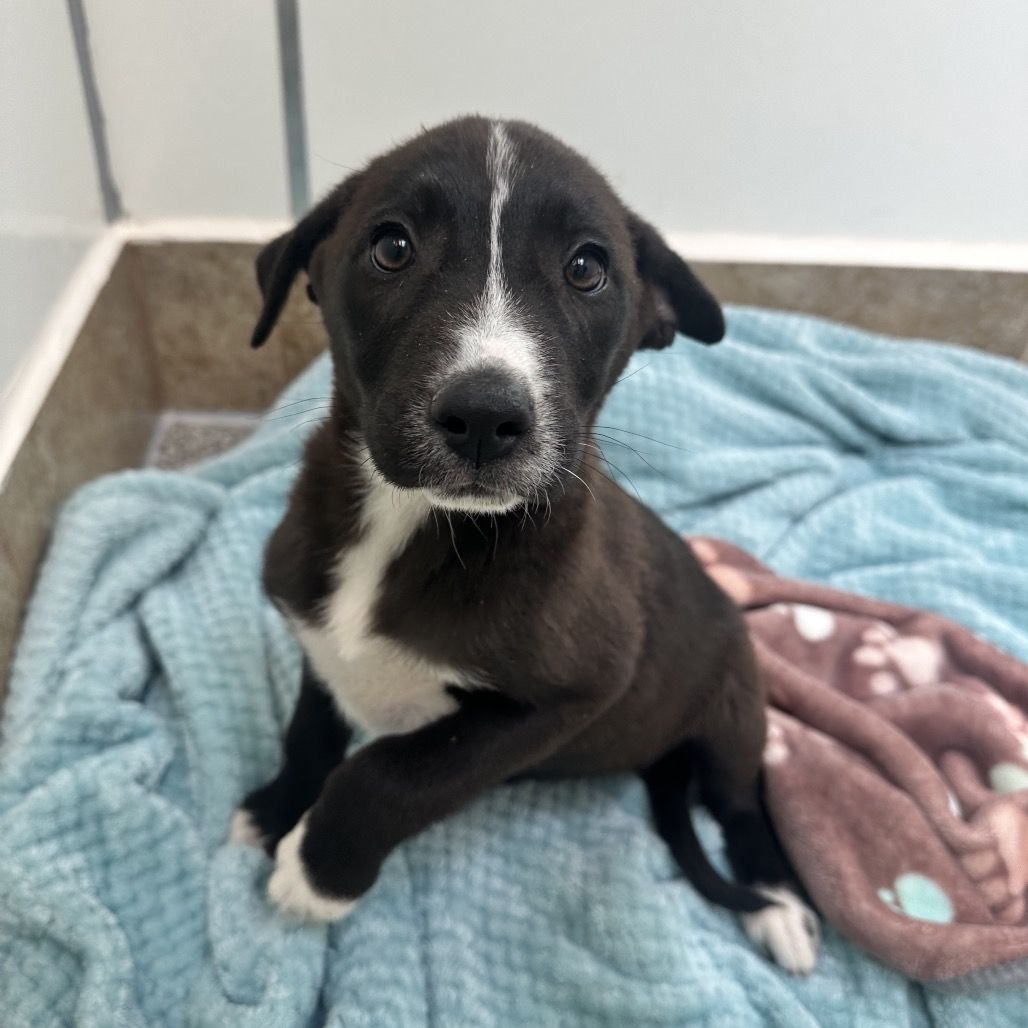 Hello my name is Ceviche