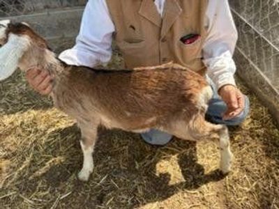 this strawberry full Nubian Doeling