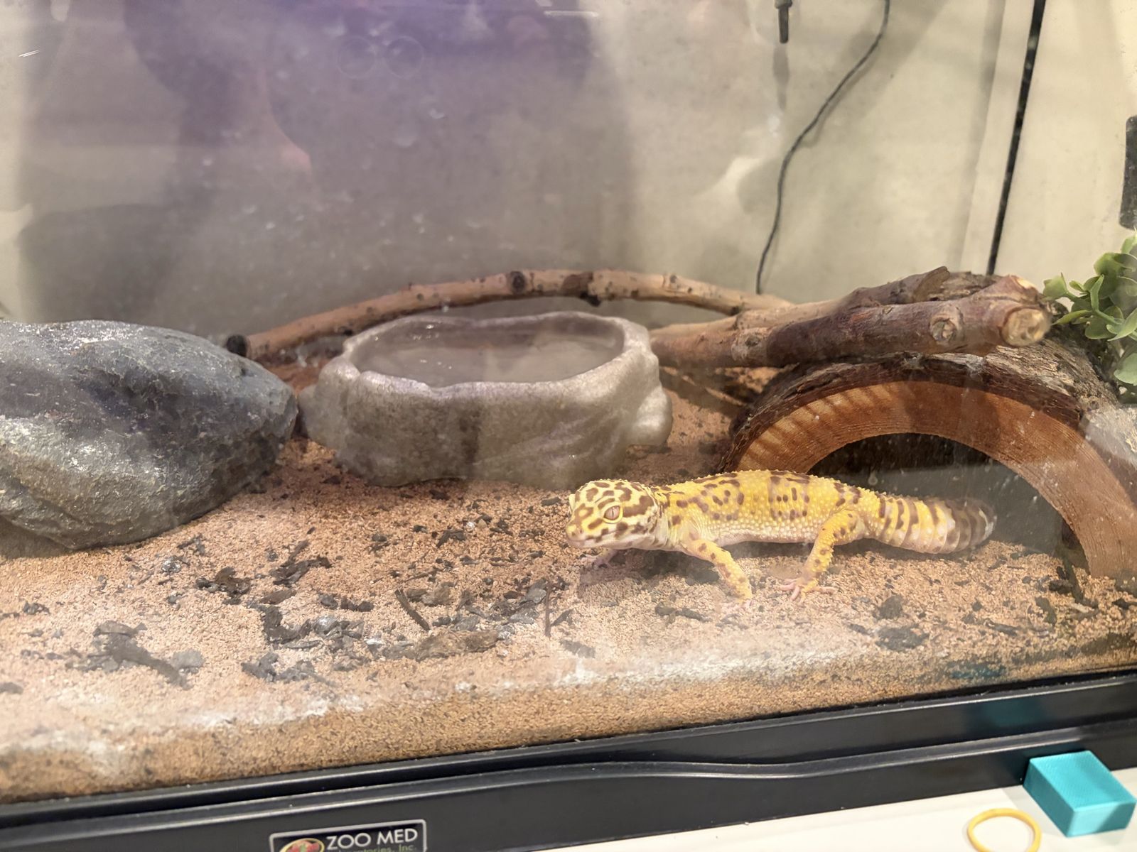 Healthy Young Fancy Leopard Gecko +Zilla 20-Gallon Reptile Tank Kit with Lighting, Accessories & Substrate - Used, Good Conditio