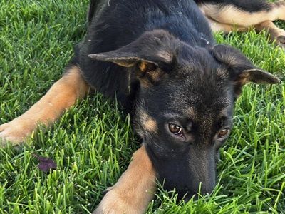 AKC German Shepherd puppies