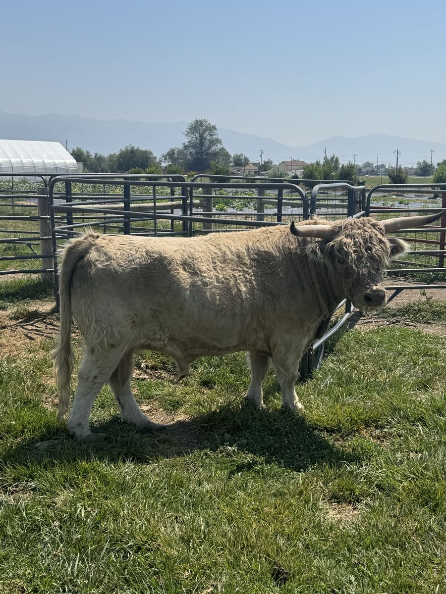 4.5 year old Mini Midsize Highland Cattle Bull - Healthy & Ready for Breeding