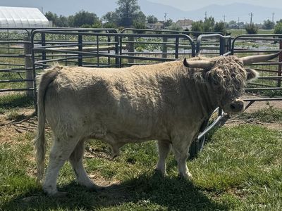 4.5 year old Mini Midsize Highland Cattle Bull - Healthy & Ready for Breeding