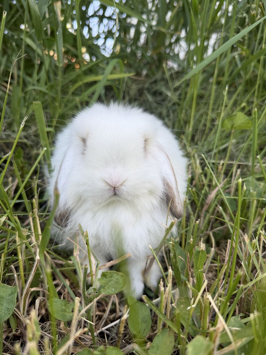 Pedigree Charlie black torte holland lop