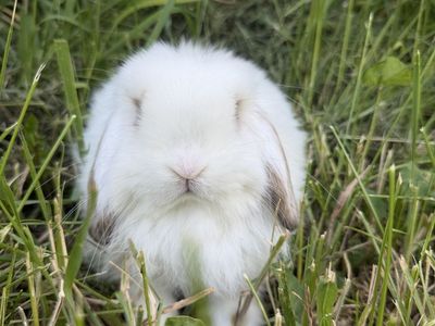 Pedigree Charlie black torte holland lop