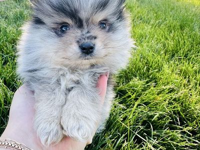 Adorable Pomeranian Male Puppies