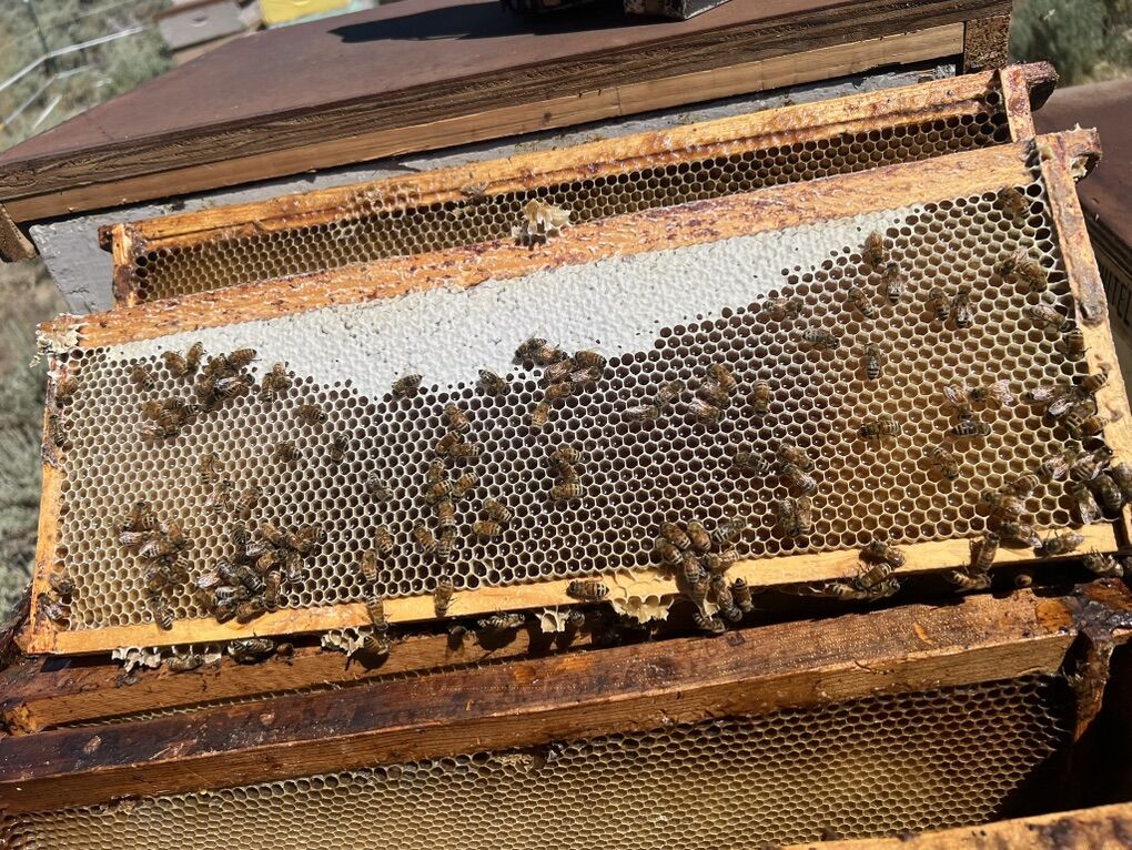 3 Pound Package Honey Bee