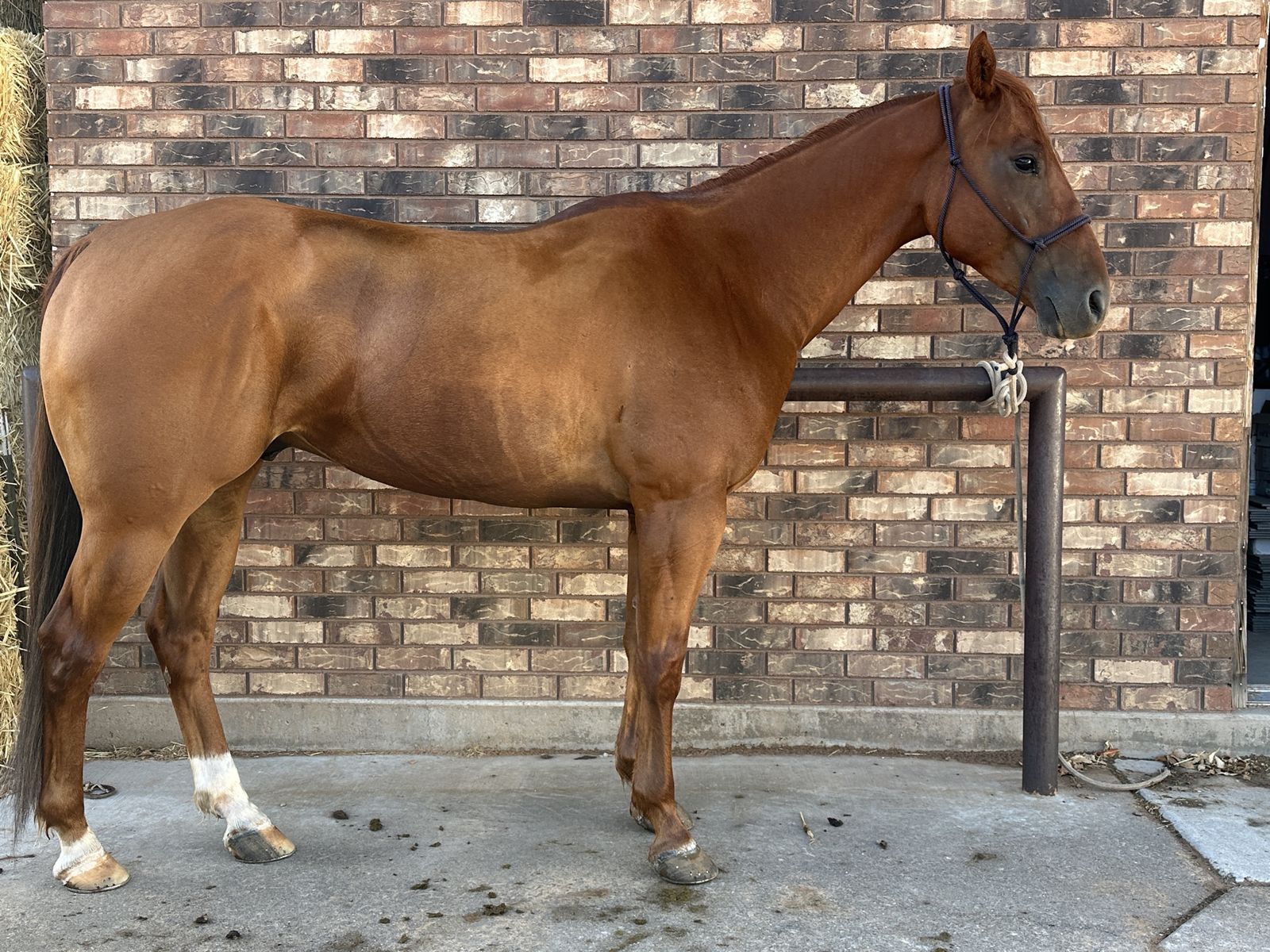 7 Yr Old Registered Head Horse