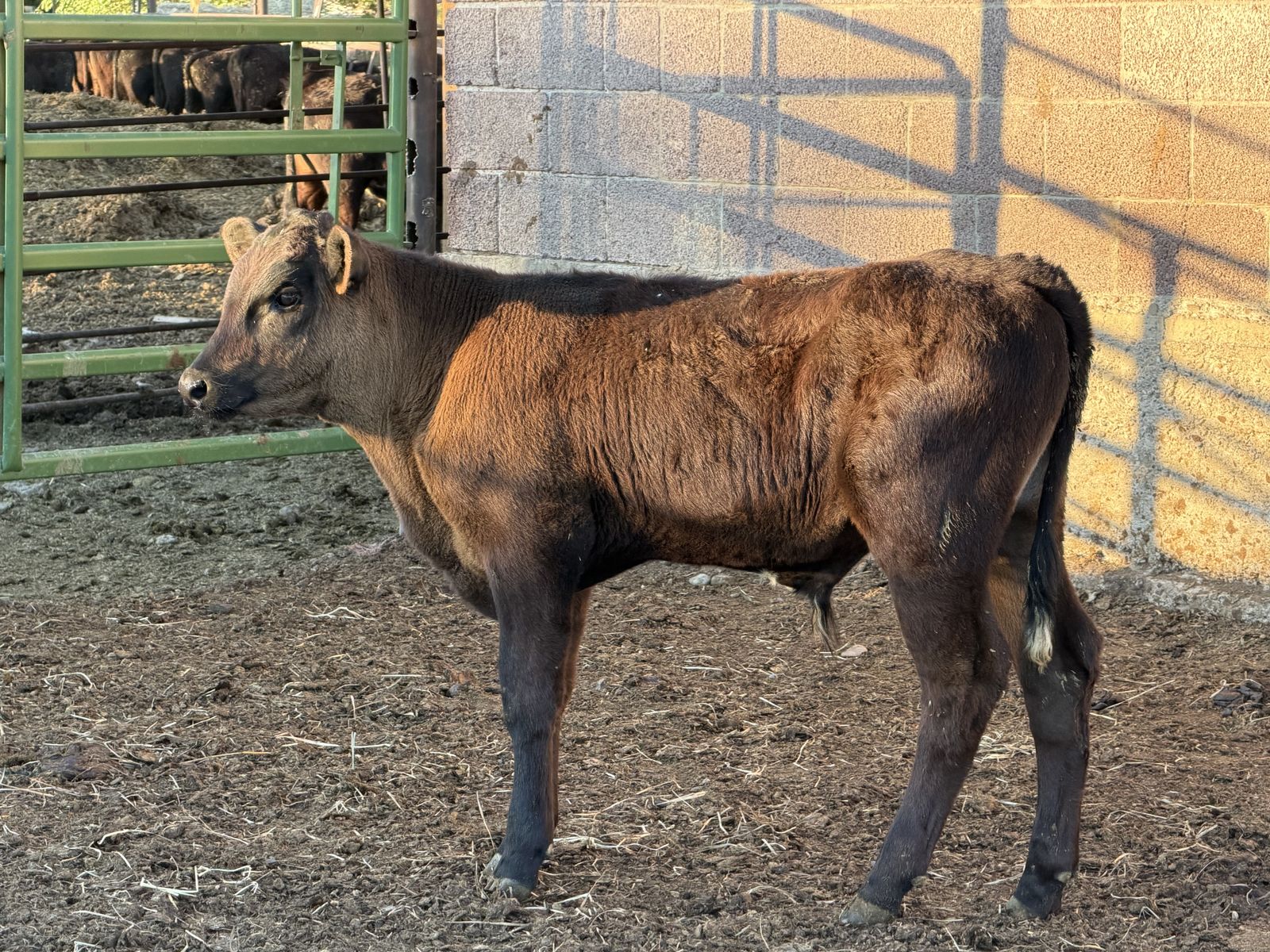 Steer Calves