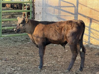 Steer Calves