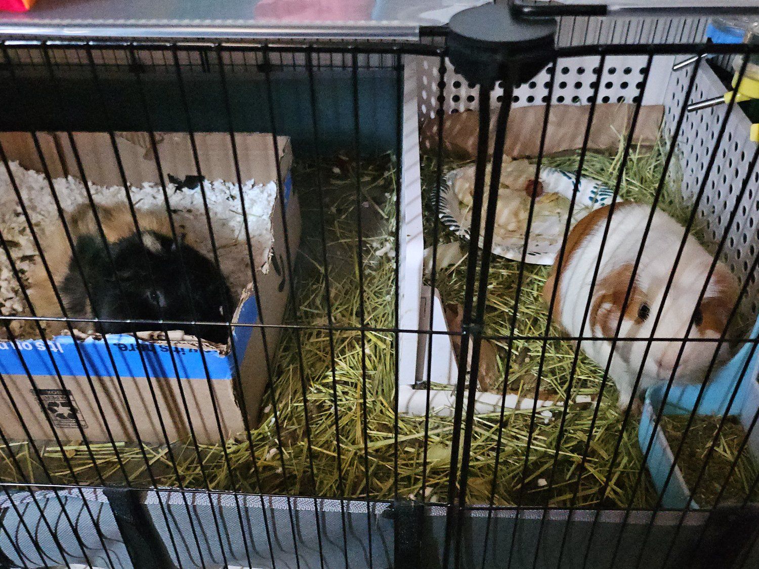 Pair of Guinea Pigs with Cage and Accessories- PENDING NEW HOME.