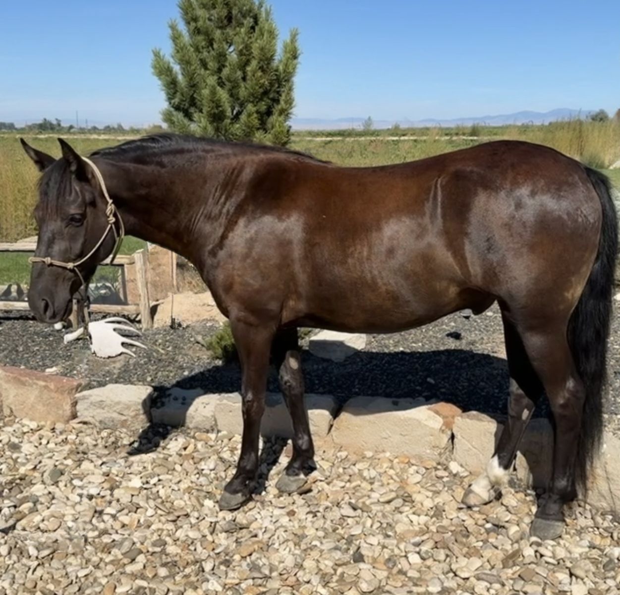 Nelson 3 year old gaited Rocky Mountain gelding