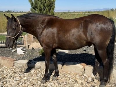 Nelson 3 year old gaited Rocky Mountain gelding