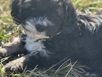 Cockapoo Puppies!