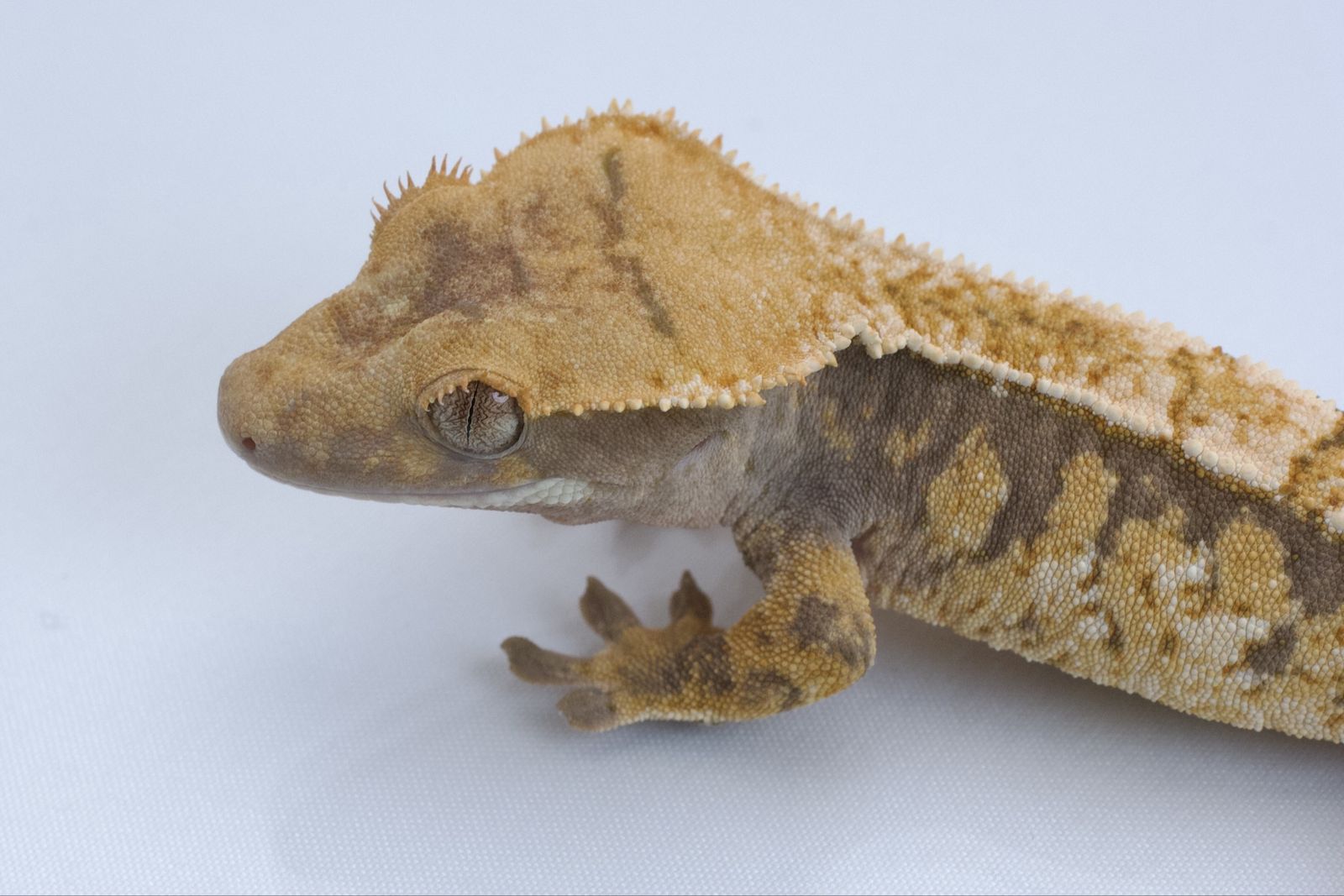 Main image 3