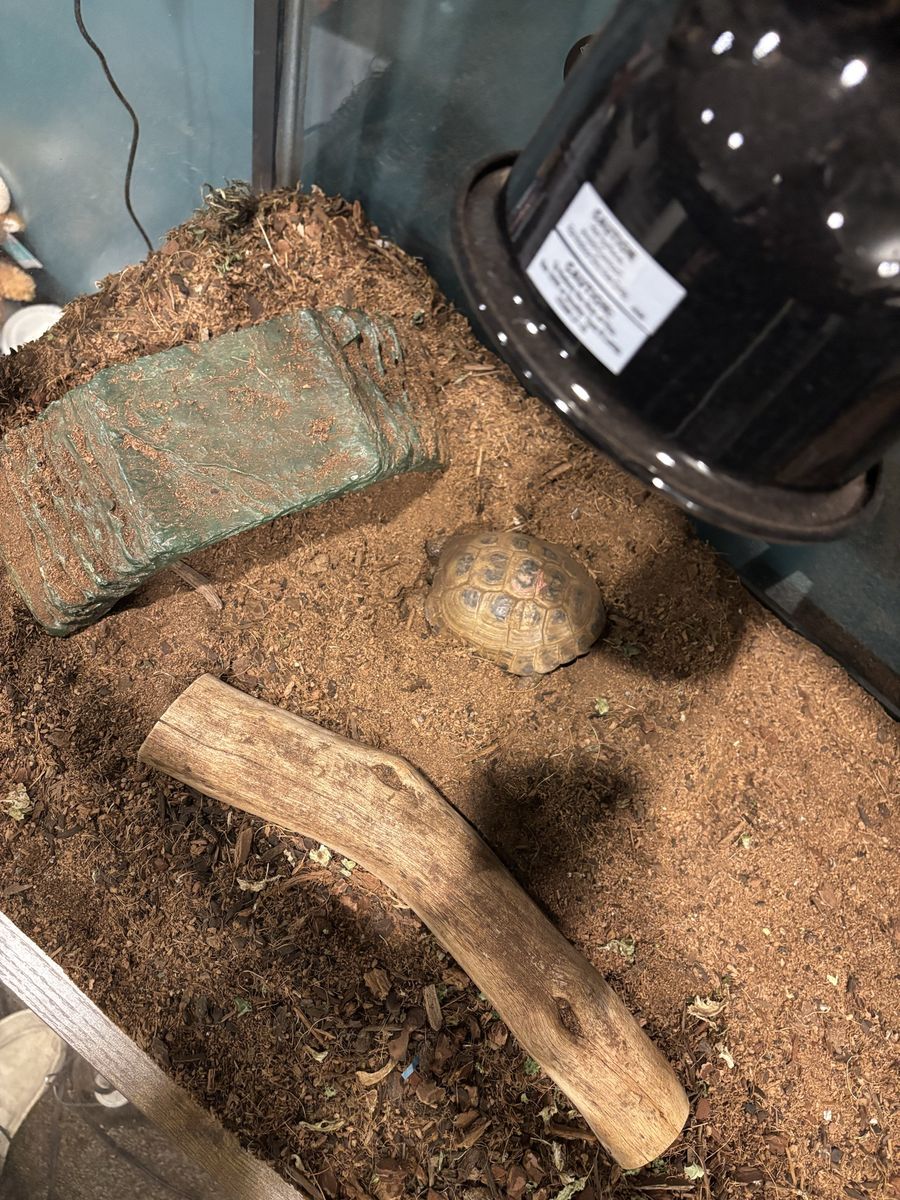 Russian Tortoise with Glass Terrarium Enclosure, Heat Lamp, and Accessories
