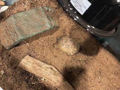 Russian Tortoise with Glass Terrarium Enclosure, Heat Lamp, and Accessories