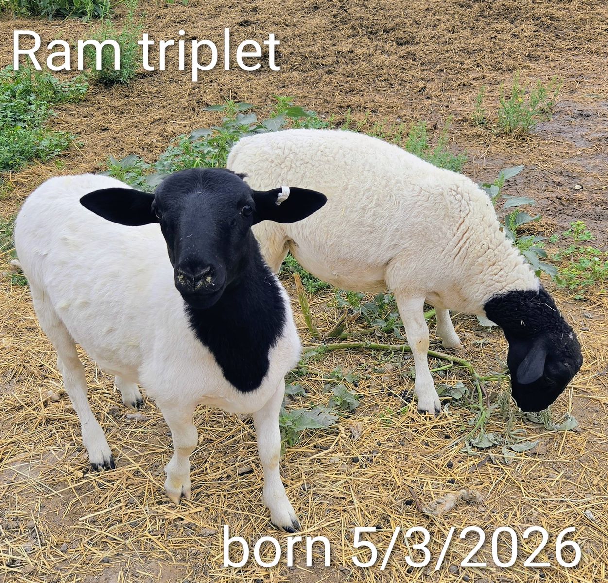 Dorper Sheep - Ram Lambs