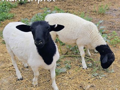 Dorper Sheep - Ram Lambs