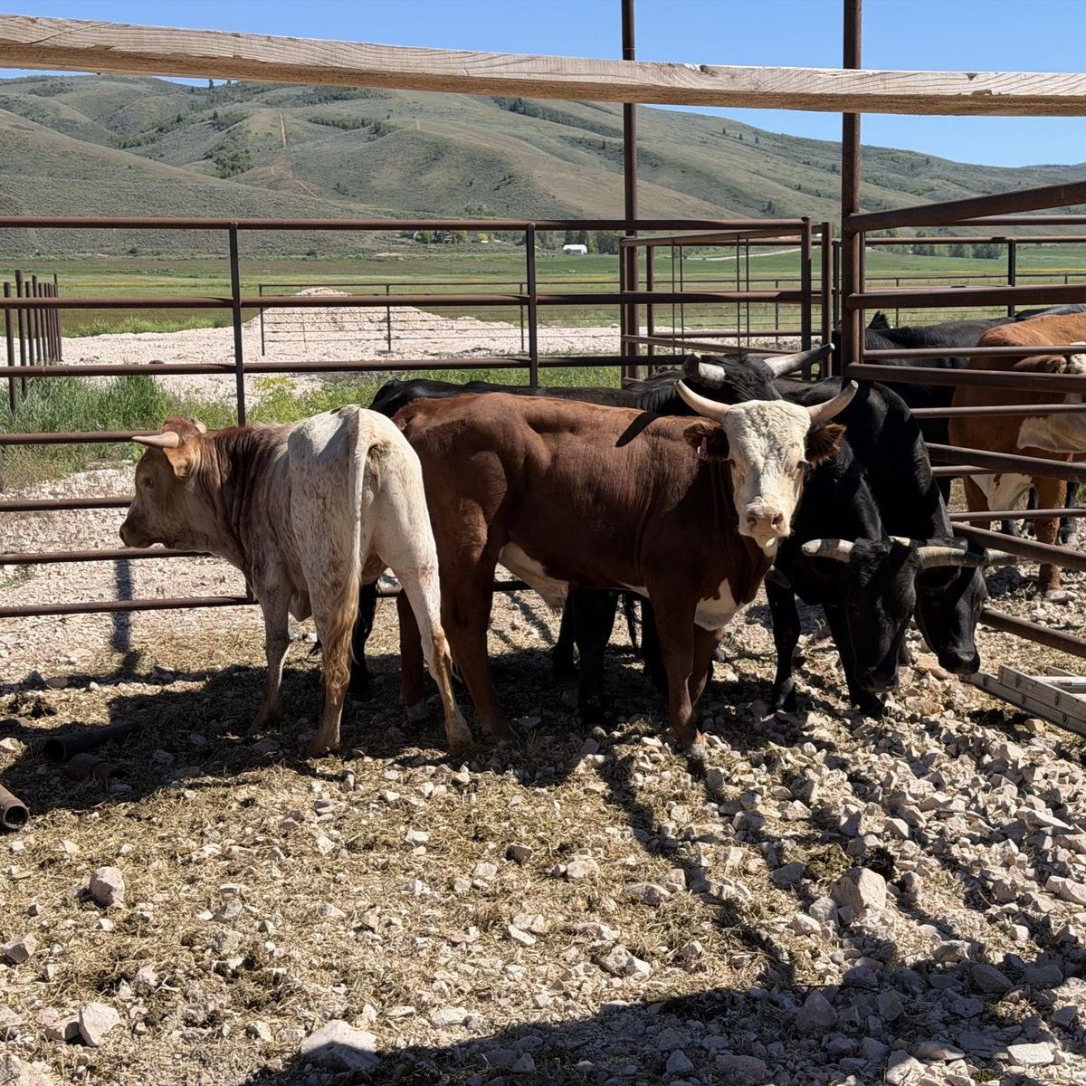 6 Rope Steers