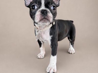 2 Boston terrier females