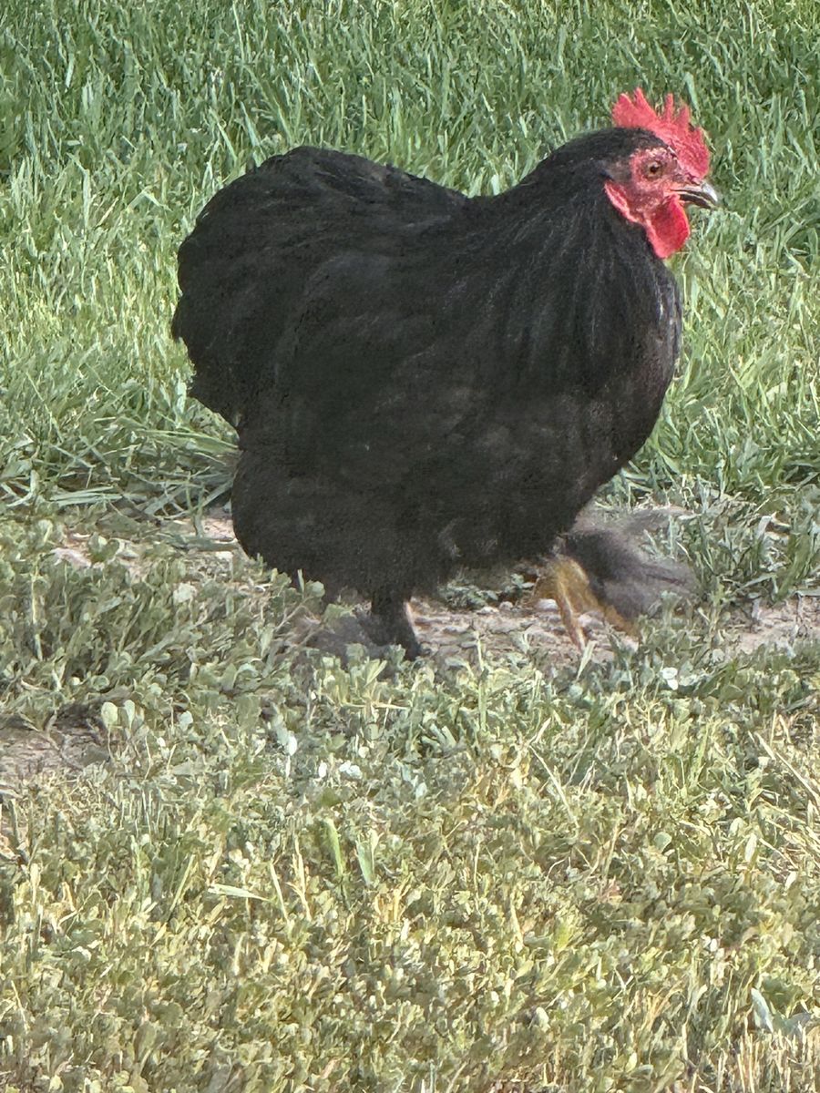 Black Cochin Roosters