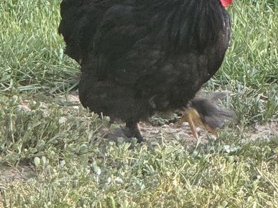 Black Cochin Roosters