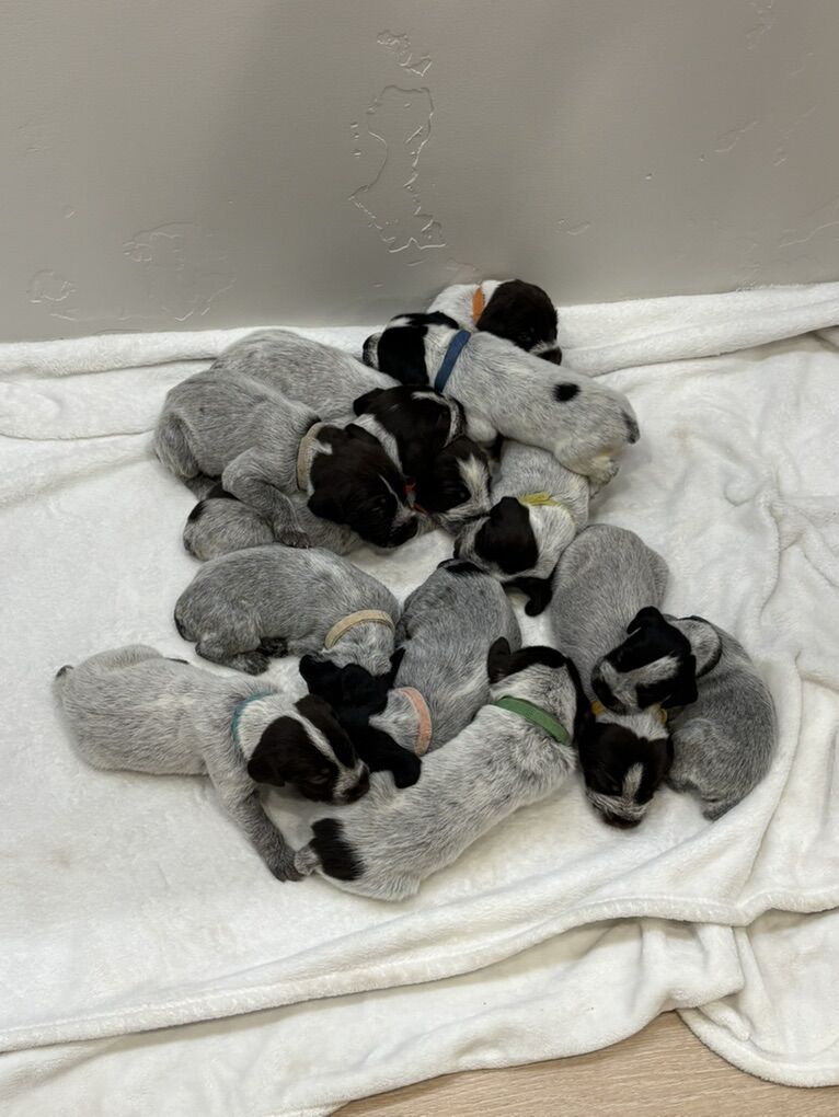 German Wirehaired Pointer Puppies