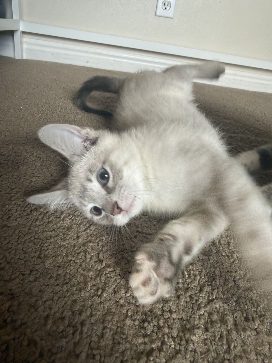 9 week old Siamese-Russian Blue kitten