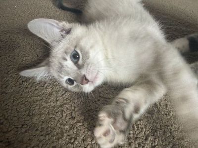 9 week old Siamese-Russian Blue kitten