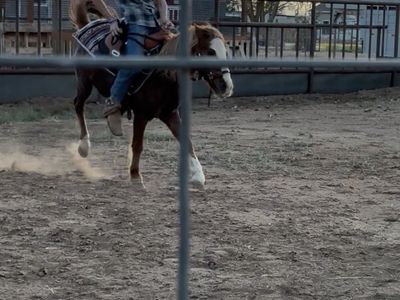 I do pony breaking text me for prices
