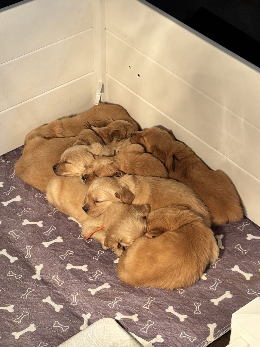Sweet Golden Retrievers Available April 4th!