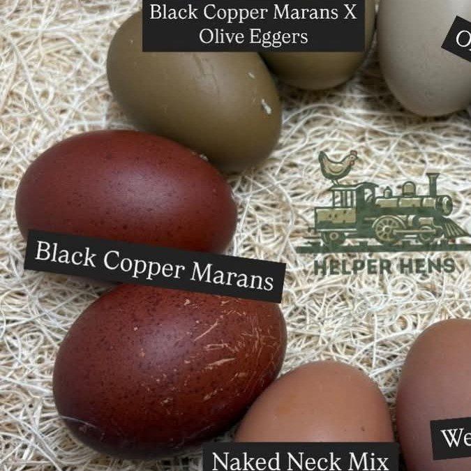 French Blue Copper Marans rooster