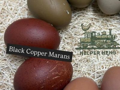 French Blue Copper Marans rooster