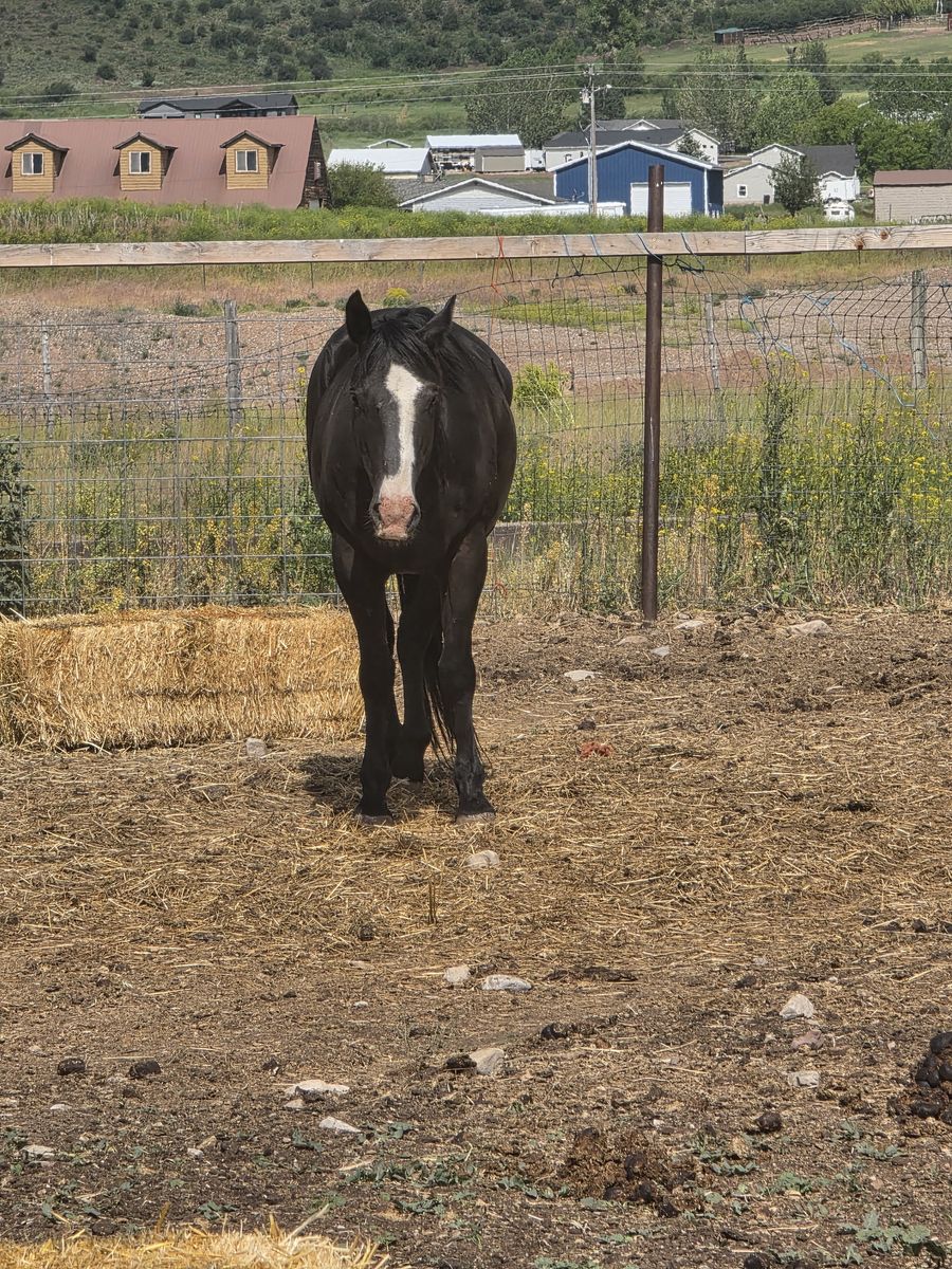 Registered mare