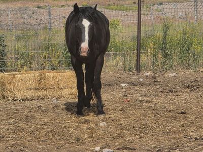 Registered mare