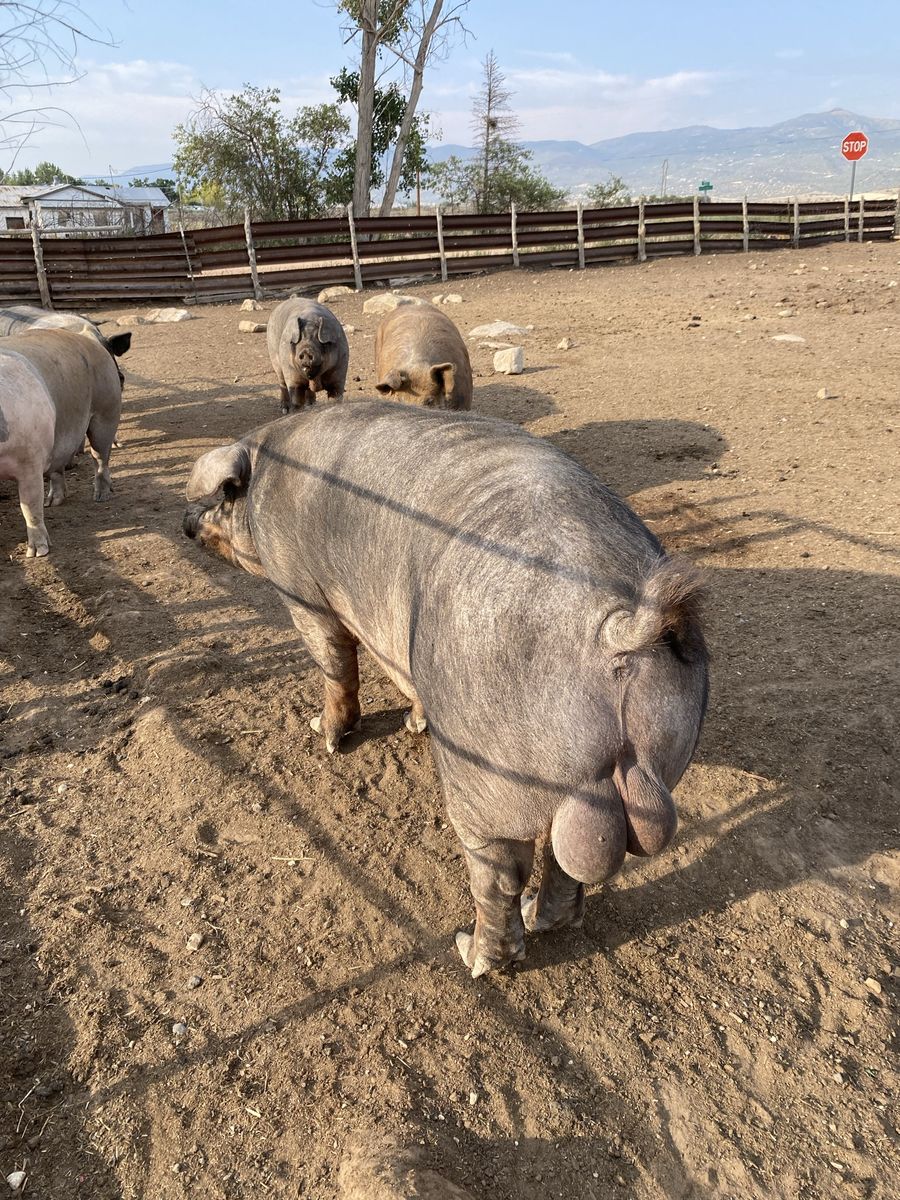 Duroc boar