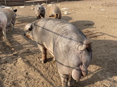 Duroc boar