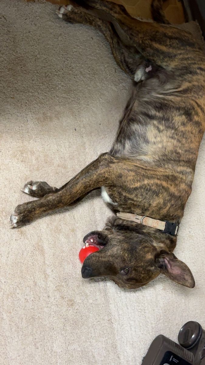 Dog Needs Rehomed