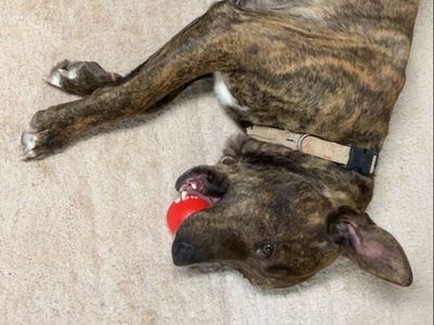 Dog Needs Rehomed