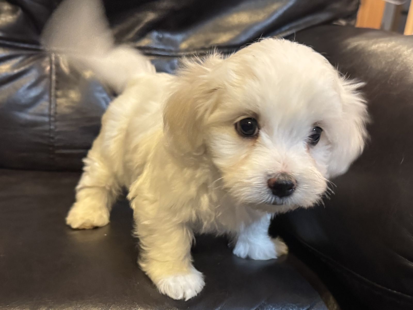 Maltese, Poodle, Maltipoo, Puppies
