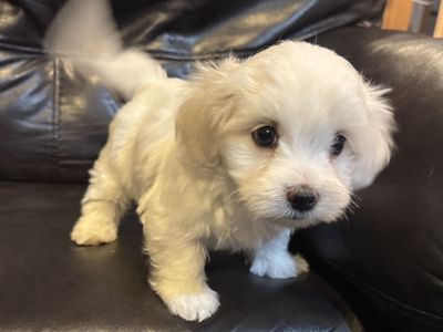 Maltese, Poodle, Maltipoo, Puppies