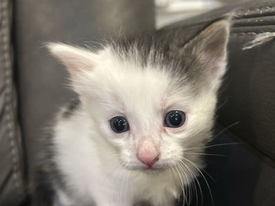 Adorable Domestic Kittens Available for Adoption