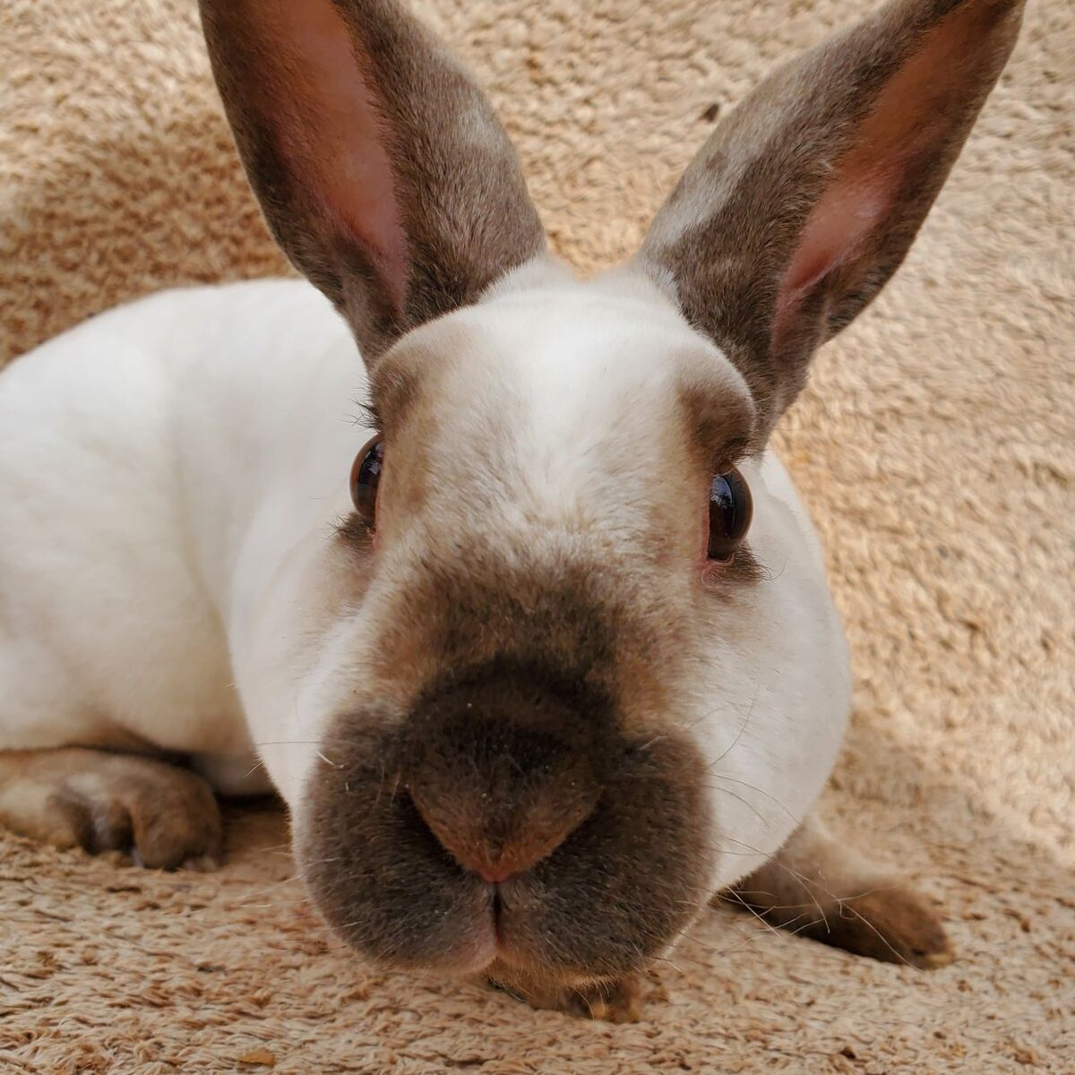 Litter Trained Purebred Mini Rex Boy Bunny Sable