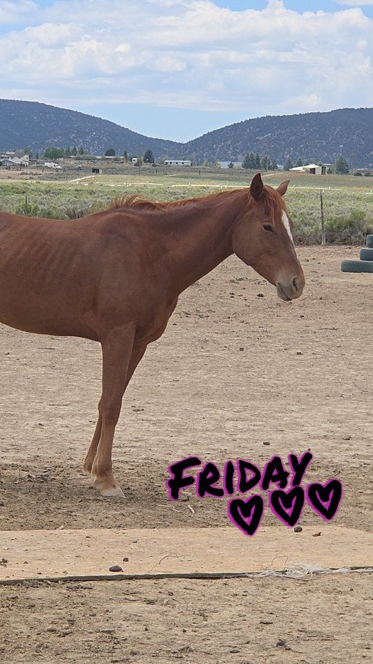 Mia - Beautiful Chestnut Horse with White Blaze - Seeking New Home