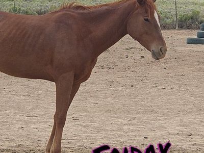 Mia - Beautiful Chestnut Horse with White Blaze - Seeking New Home