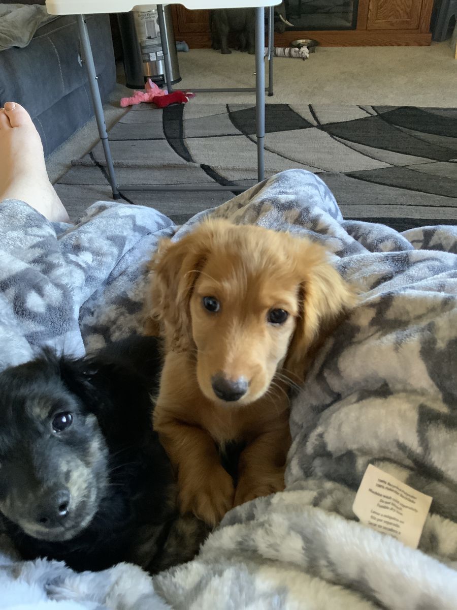 Long Hair Dachshund For Sale