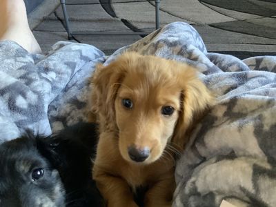 Long Hair Dachshund For Sale