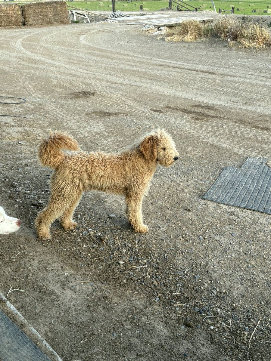Golden Doodle