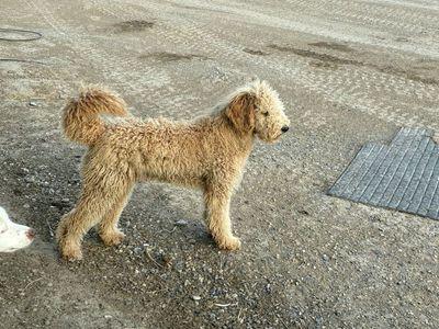 Golden Doodle