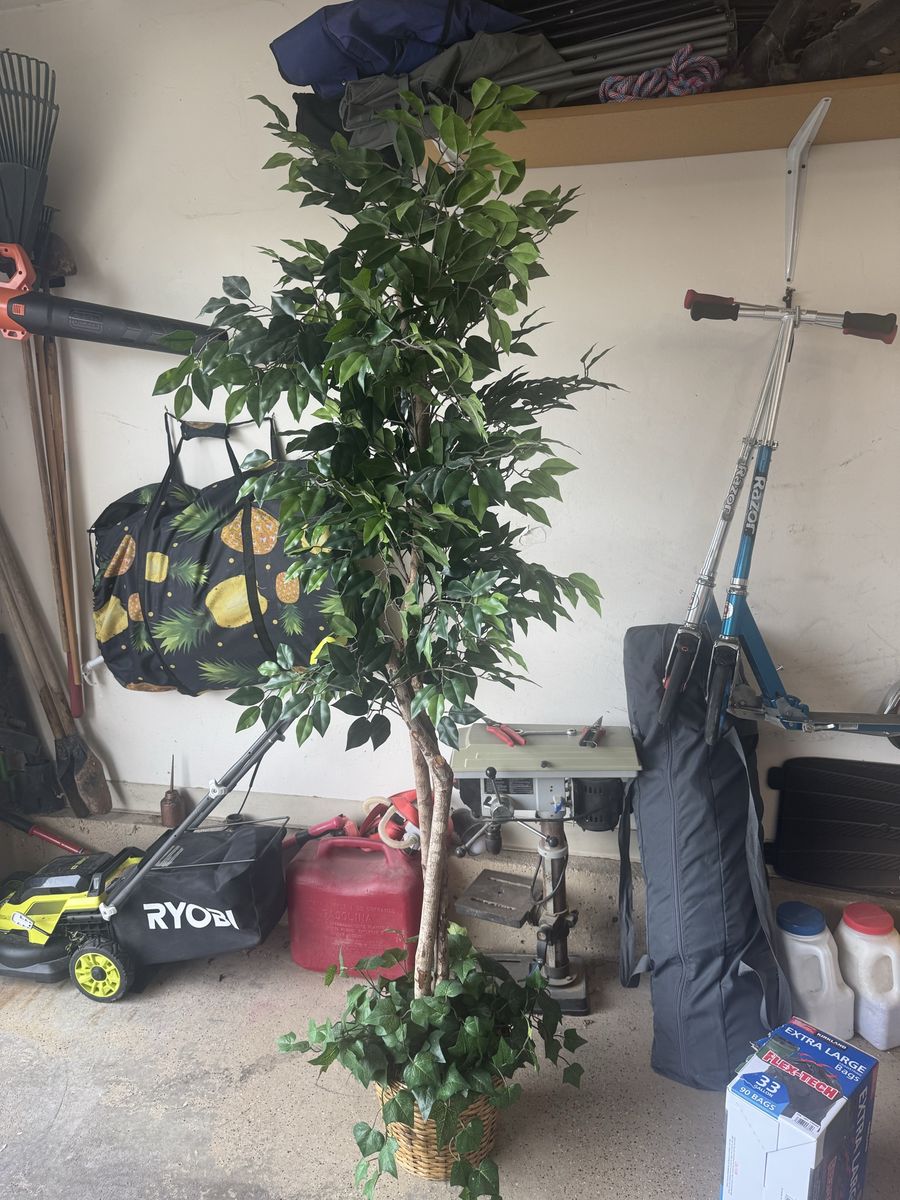 Large Artificial Ficus Tree in Woven Basket with Fake Ivy Base